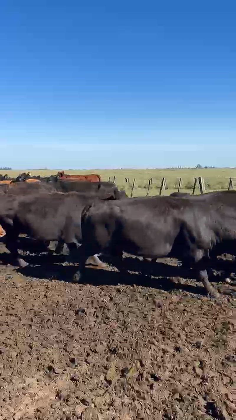 90 Vacas CUT Preñadas