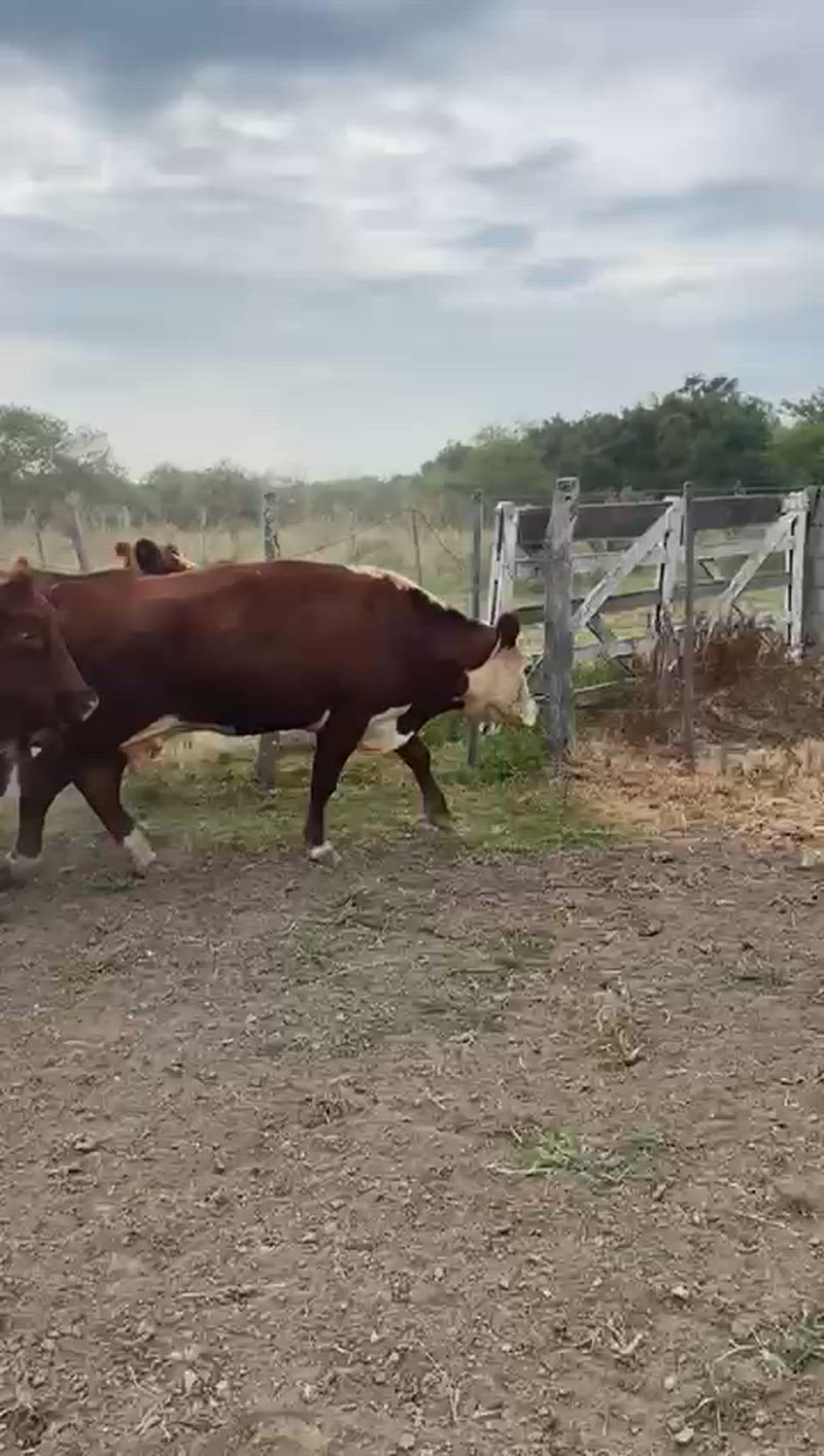 30 Vacas CUT Preñadas