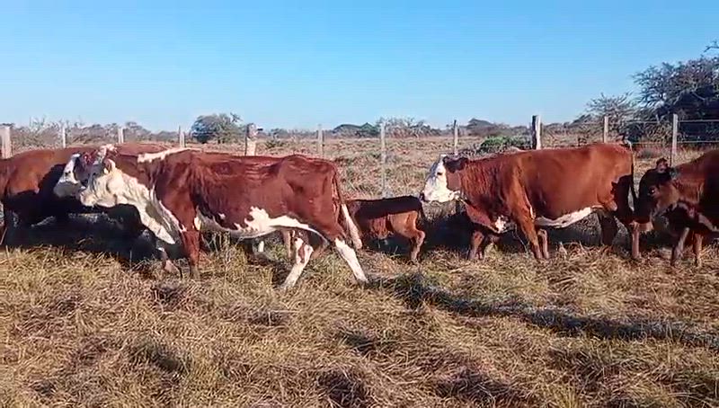 40 Vacas CUT con cría