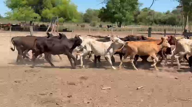120 Terneras