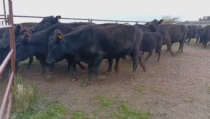 25 Vacas CUT con cría
