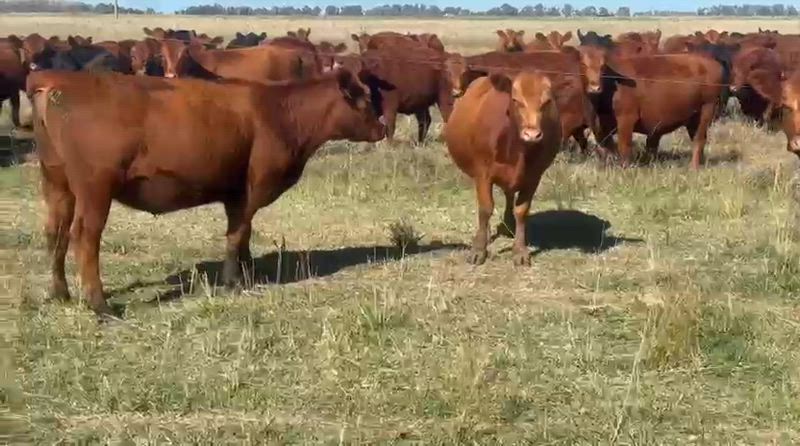 115 Vaquillonas Preñadas