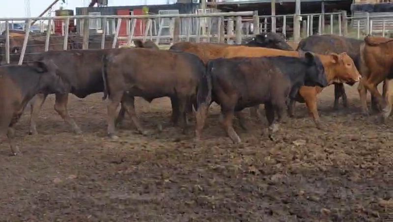 60 Vaquillonas para madre