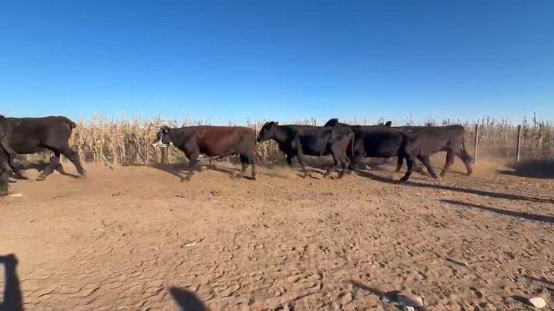 100 Vacas de invernada
