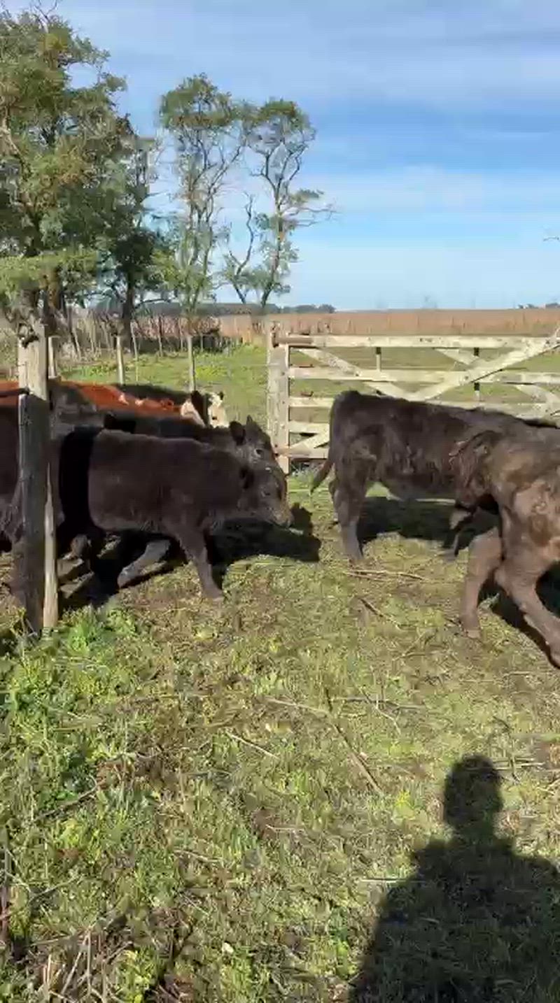 50 Terneros y Terneras