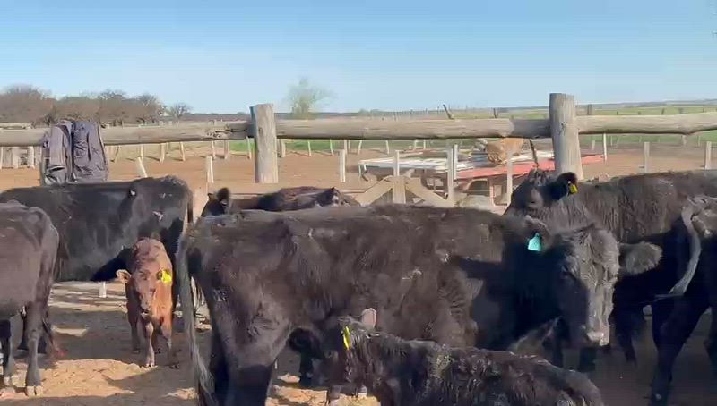 25 Vacas CUT con cría