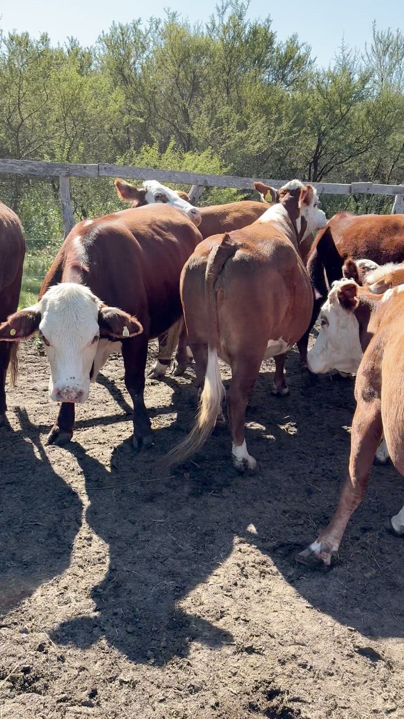 60 Vacas preñadas