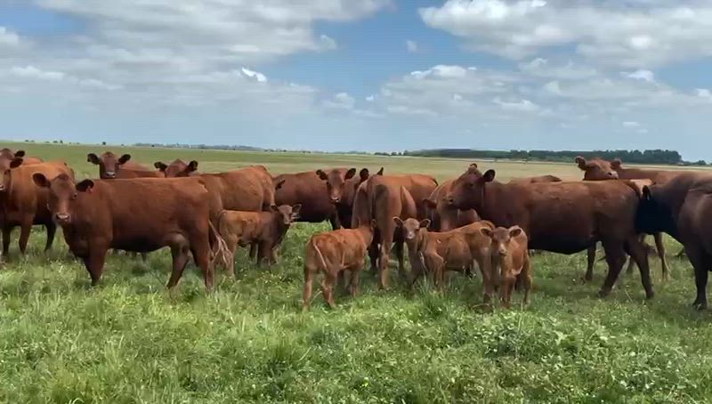 20 Vacas con cría