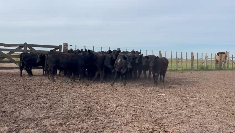 30 Vaquillonas para madre
