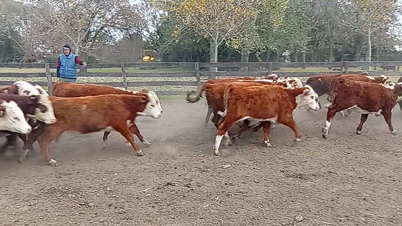 75 Terneras