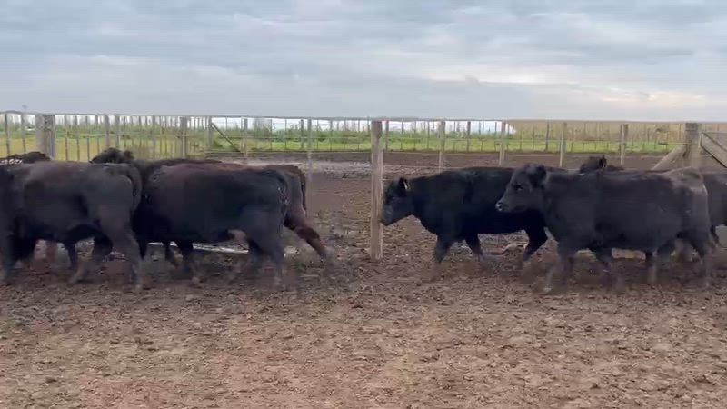 125 Vacas preñadas