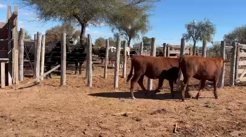 55 Terneros y Terneras