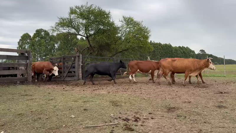 30 Vacas CUT Preñadas