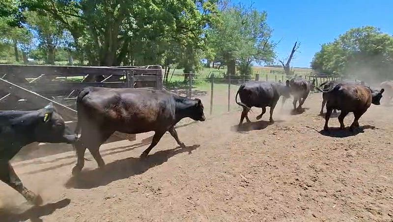 80 Vaquillonas Preñadas