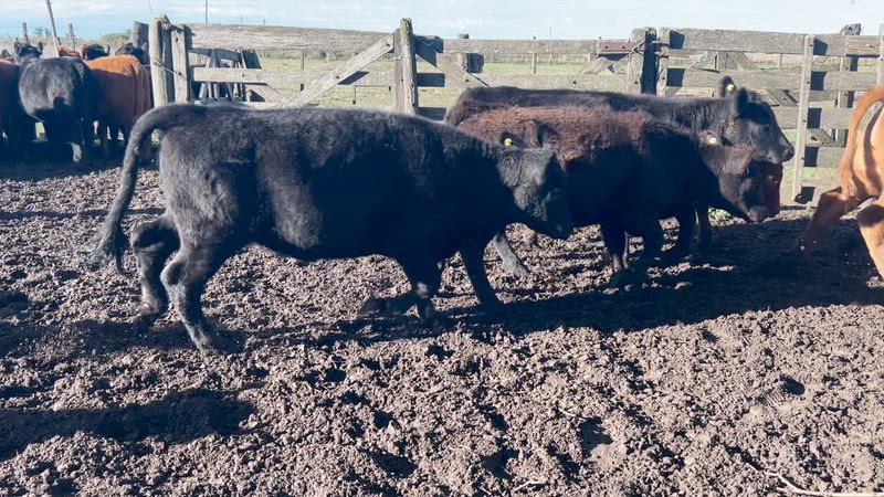 70 Terneros y Terneras