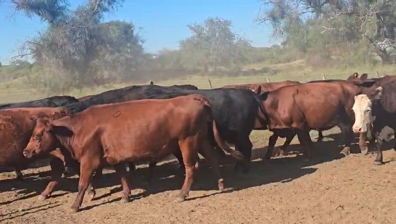 45 Vacas de invernada