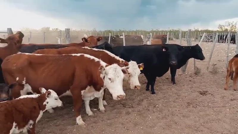25 Vacas con cría