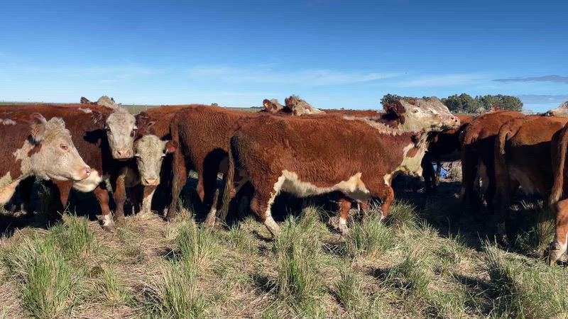 25 Vacas preñadas