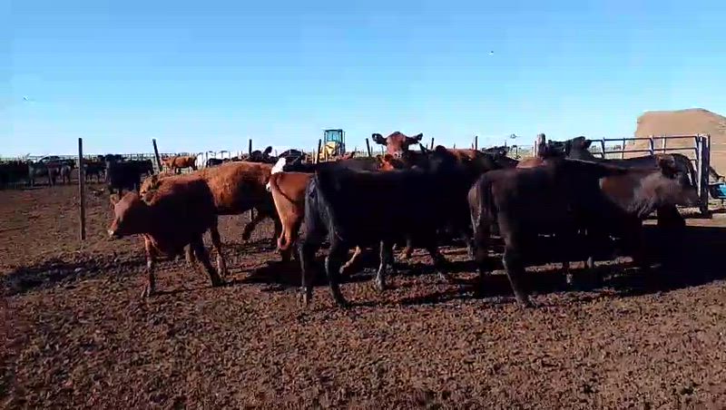 150 Terneros y Terneras