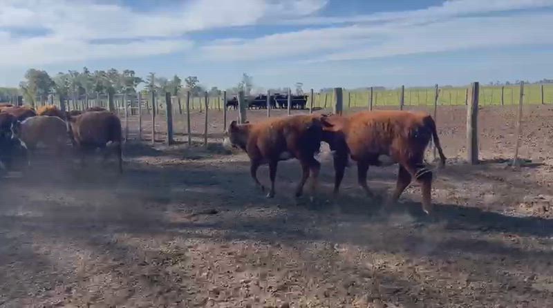 70 Terneros y Terneras
