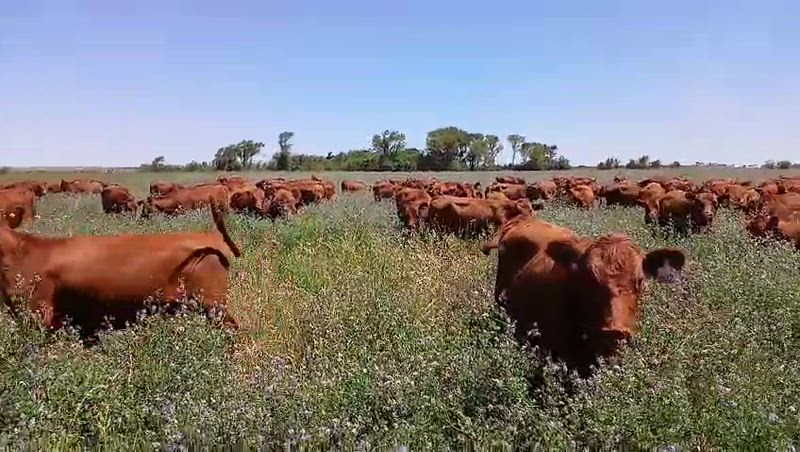 90 Vaquillonas Preñadas