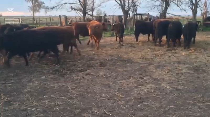 70 Terneros y Terneras