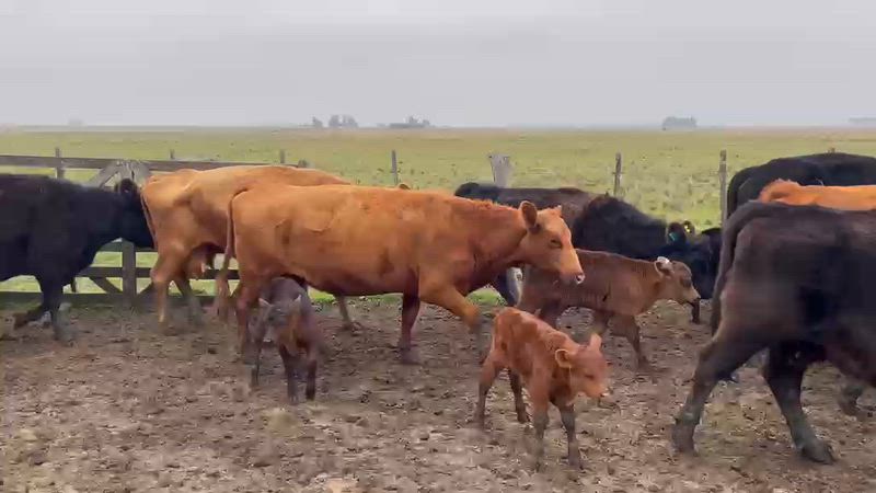 65 Vacas preñadas