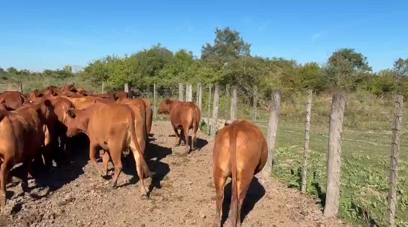 40 Vaquillonas Preñadas