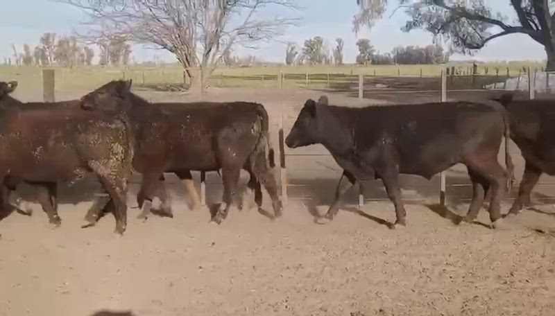 50 Novillitos y Vaquillonas