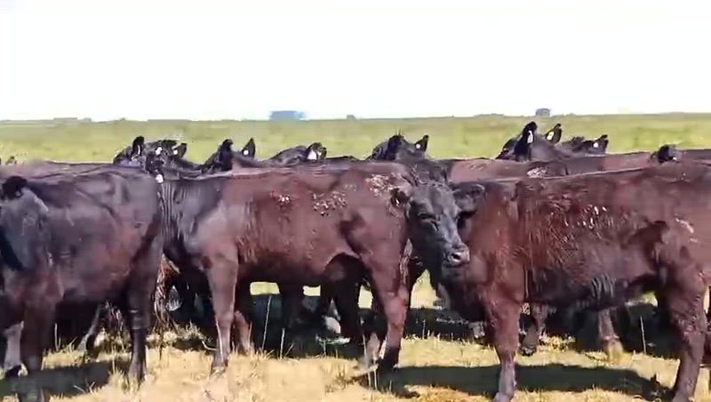 135 Vaquillonas Preñadas