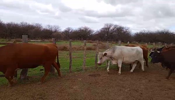 35 Vacas preñadas