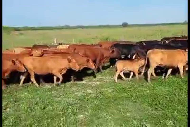 35 Vacas con cría