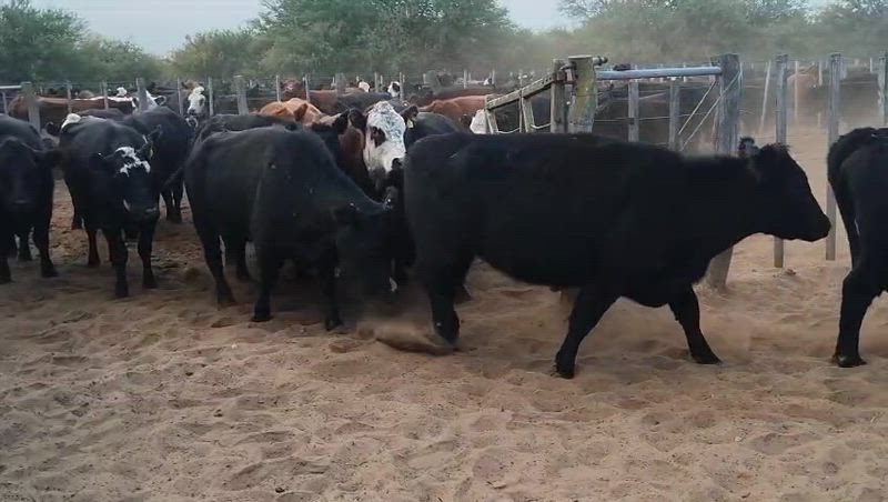 300 Vacas preñadas