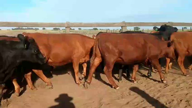 70 Novillitos y Vaquillonas