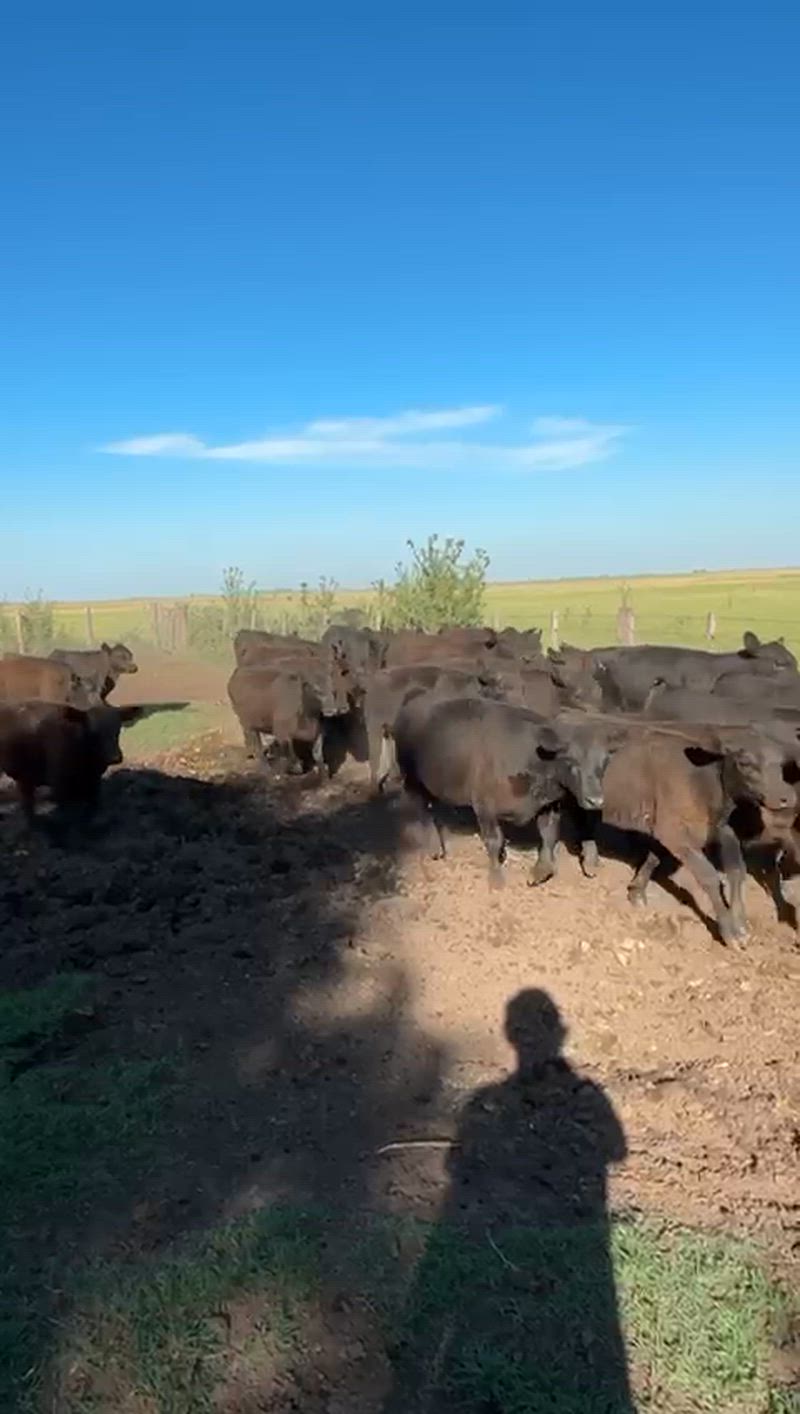 70 Terneros y Terneras