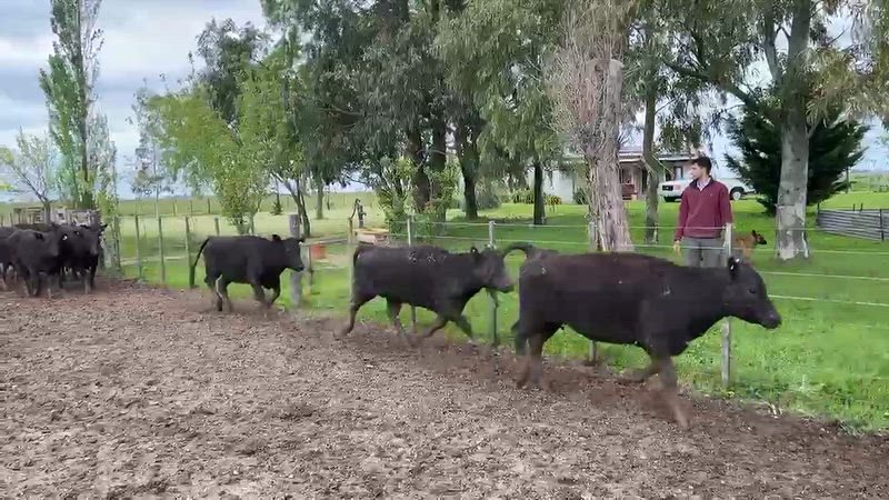 55 Novillitos y Vaquillonas