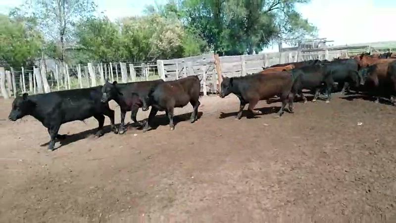 60 Terneros