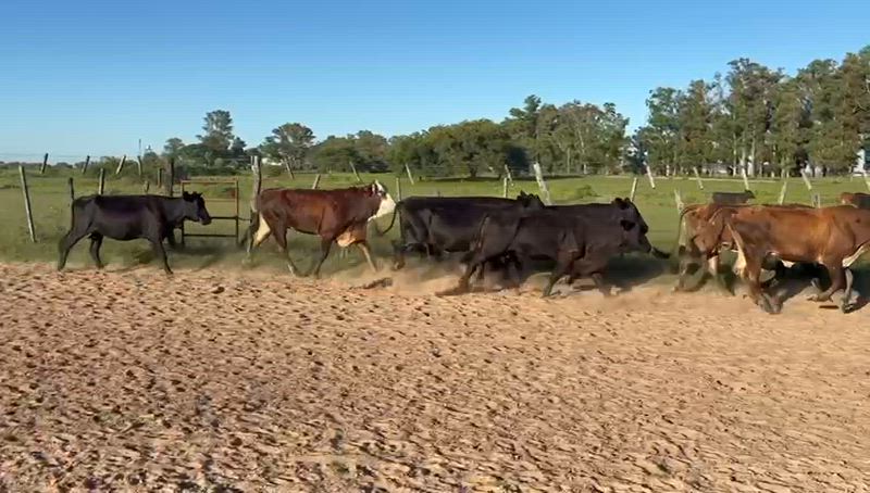 70 Vacas de invernada