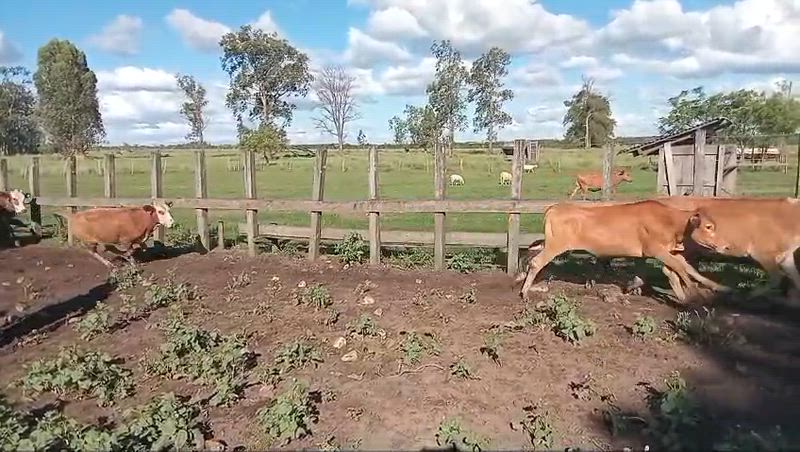 100 Terneros y Terneras