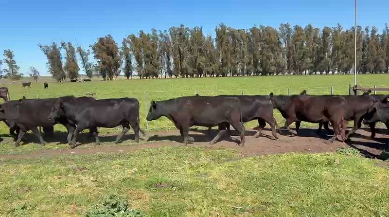 45 Vacas preñadas