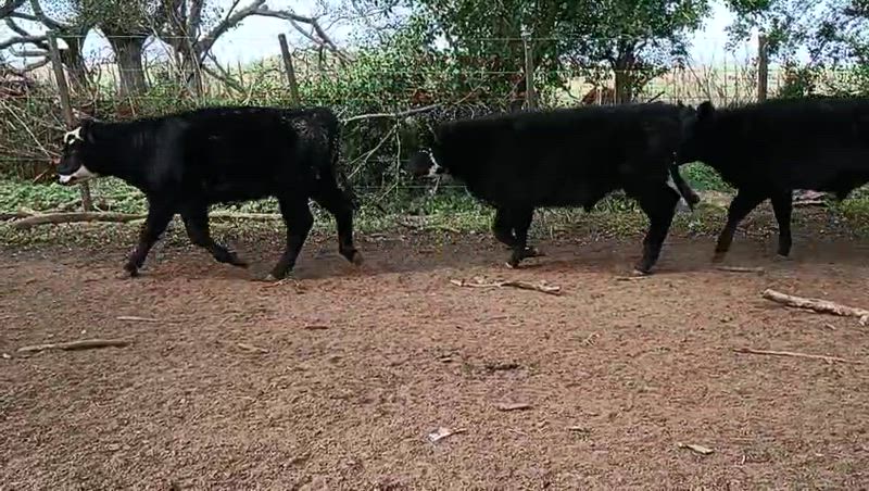 70 Terneros