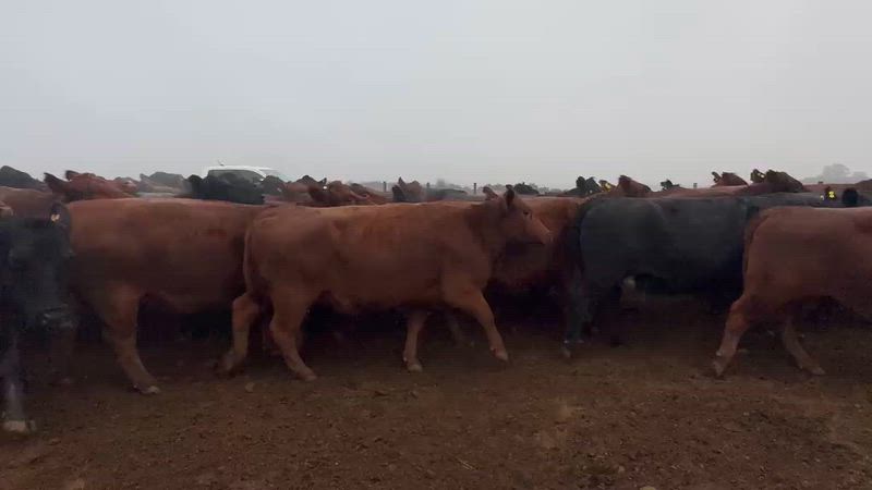 60 Vacas preñadas