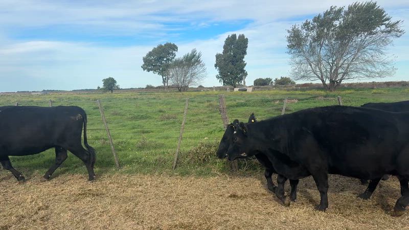 30 Vacas CUT Preñadas