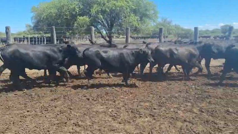 200 Vaquillonas Preñadas