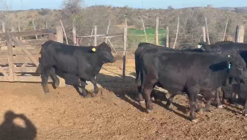 35 Vaquillonas para madre