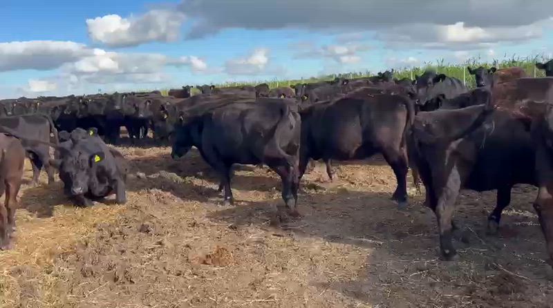 240 Vacas preñadas