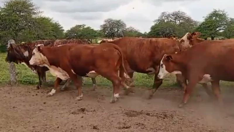 40 Vacas de invernada