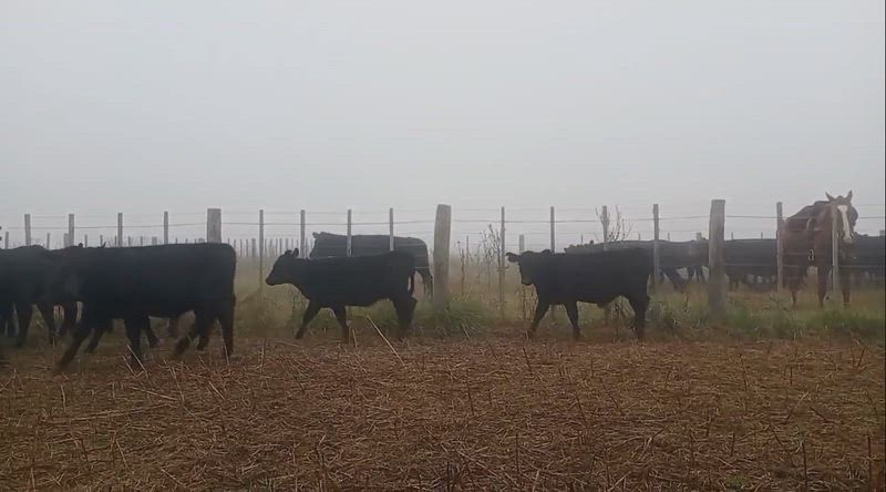 65 Terneros y Terneras