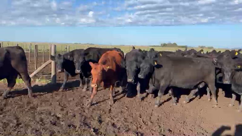 50 Vacas CUT Preñadas