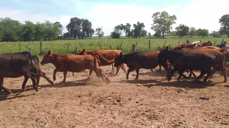 120 Terneros y Terneras